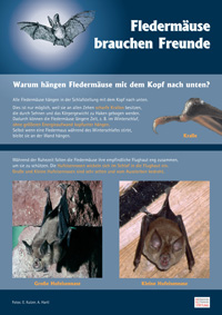 Warum hängen Fledermäuse mit dem Kopf nach unten?